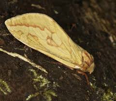 Attēlu rezultāti vaicājumam “Hepialus humuli female”