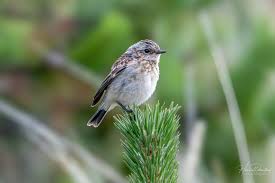 Attēlu rezultāti vaicājumam “Saxicola rubetra juvenile”