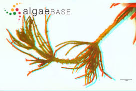 Attēlu rezultāti vaicājumam “Chara hispida”