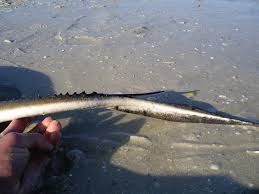 Image result for Hypanus say