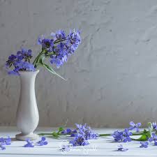 Attēlu rezultāti vaicājumam “Hesperis matronalis bud”