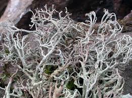 Attēlu rezultāti vaicājumam “Cladonia ciliata”