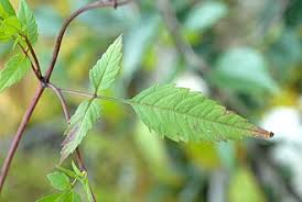 Attēlu rezultāti vaicājumam “Bidens frondosa”