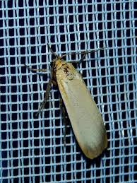 Attēlu rezultāti vaicājumam “Eilema depressa”