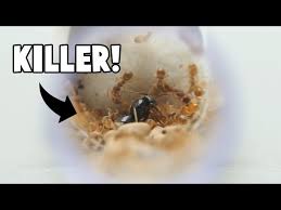 Attēlu rezultāti vaicājumam “Lasius fuliginosus”