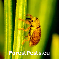 Attēlu rezultāti vaicājumam “Brachonyx pineti”