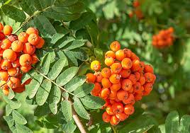 Attēlu rezultāti vaicājumam “Sorbus aucuparia fruit”