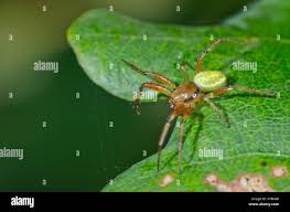 Attēlu rezultāti vaicājumam “Araniella male”