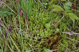 Attēlu rezultāti vaicājumam “Campylium stellatum”