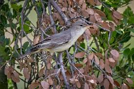 Image result for Hippolais olivetorum