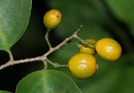 Attēlu rezultāti vaicājumam “Celastrus flagellaris”