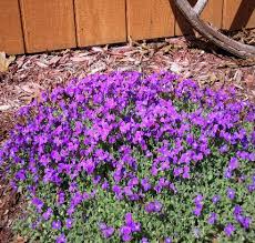 Image result for Aubrieta hybrida (cultorum)