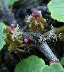 Attēlu rezultāti vaicājumam “Hydrocotyle vulgaris flower”