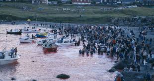 Image result for massacre golfinhos dinamarca