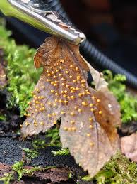 Attēlu rezultāti vaicājumam “Craterium minutum young”
