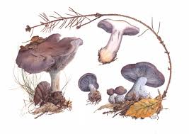 Attēlu rezultāti vaicājumam “Lepista nuda”