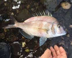 Image result for Stenotomus chrysops