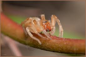 Attēlu rezultāti vaicājumam “Cheiracanthium sp.”