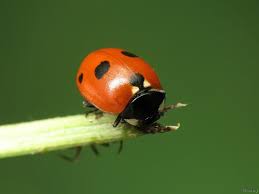 Attēlu rezultāti vaicājumam “Coccinella quinquepunctata”