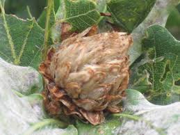 Attēlu rezultāti vaicājumam “Andricus foecundatrix”