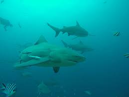 Image result for Carcharhinus leucas