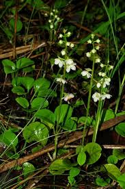 Attēlu rezultāti vaicājumam “Pyrola rotundifolia”