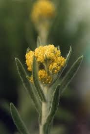 Attēlu rezultāti vaicājumam “Helichrysum arenarium flower”