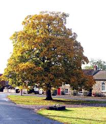 Attēlu rezultāti vaicājumam “Acer pseudoplatanus”