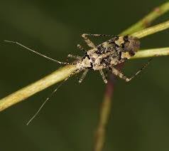 Attēlu rezultāti vaicājumam “Phytocoris tiliae imago”