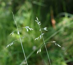 Attēlu rezultāti vaicājumam “Poa humilis”