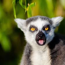 lemur ile ilgili görsel sonucu