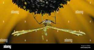 Attēlu rezultāti vaicājumam “Platyptilia gonodactyla imago”