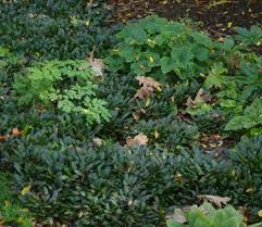 Attēlu rezultāti vaicājumam “Ajuga reptans bud”