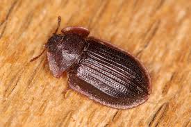 Attēlu rezultāti vaicājumam “Ostoma ferruginea”