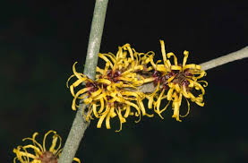 Attēlu rezultāti vaicājumam “Hamamelis mollis”