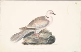 Attēlu rezultāti vaicājumam “Streptopelia decaocto”