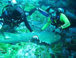 Image result for Ginglymostoma cirratum