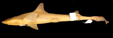 Image result for Mustelus canis