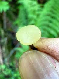 Attēlu rezultāti vaicājumam “Cudoniella clavus”