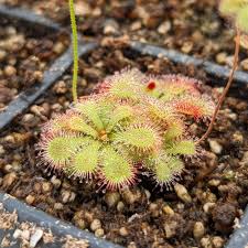 Image result for Drosera