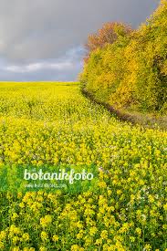 Attēlu rezultāti vaicājumam “Sinapis alba”