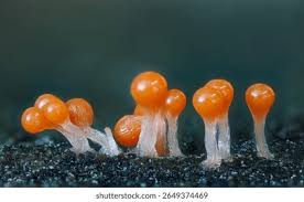 Attēlu rezultāti vaicājumam “Trichia decipiens”