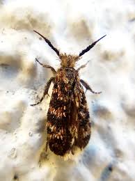 Attēlu rezultāti vaicājumam “Ypsolophidae”