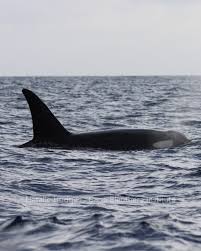 Image result for Orcinus orca