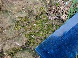 Attēlu rezultāti vaicājumam “Acaulon muticum”