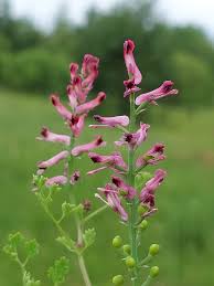 Attēlu rezultāti vaicājumam “Fumaria officinalis flower”