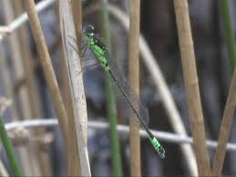Attēlu rezultāti vaicājumam “Coenagrion armatum male”