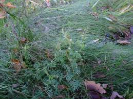 Attēlu rezultāti vaicājumam “Vicia hirsuta bud”