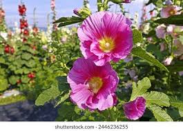 Image result for Alcea (althaea) rosea