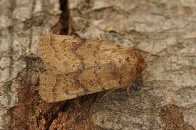 Attēlu rezultāti vaicājumam “Hoplodrina octogenaria”